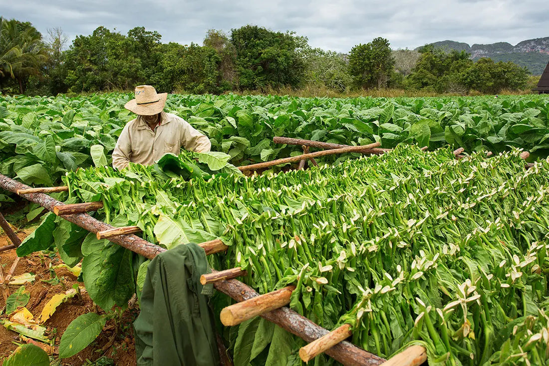 What-is-Grabba-Leaf-Complete-Guide-to-Caribbean-Tobacco-2025 Gizmograbbas.com
